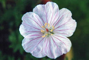 Geranium sanguineum 'Striatum'